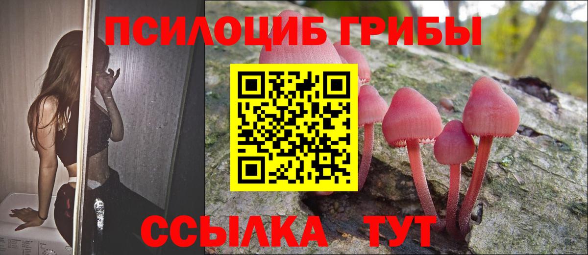 дарнет шоп  Вход с VPN  Псилоцибиновые грибы прущие грибы  Междуреченск  Галлюциногенные грибы Cubensis 